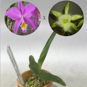 Rlc.Daystar Dazzlerリンコレリオカトレヤ属デイスター ダズラー