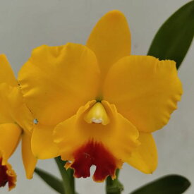 Rlc.Memorial Gold 'Autumn Yellow'リンコレリオカトレア属メモリアルゴールド `オウタムイエロー' オウタムイエロー'