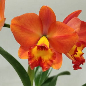 Slc.Lovefort fNatsukof\tIJgAutH[g ficRf