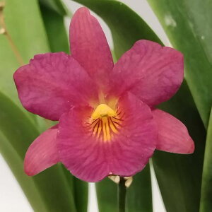 Ctna.Why Not 'Roundabout'AM/AOSカトレイトニア属ホワイ ナット’ ラウンドアバウト’