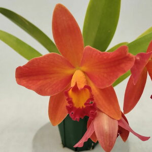 Rlc.Miracle Shot fHibarifiRIJgA ~NVbg fqof