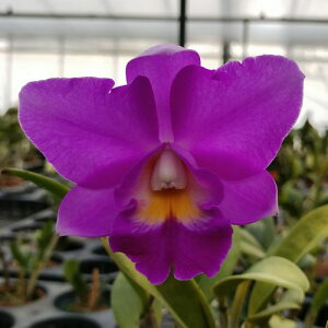 Lc.Cosmo Alohaレリオカトレア属コスモアロハ