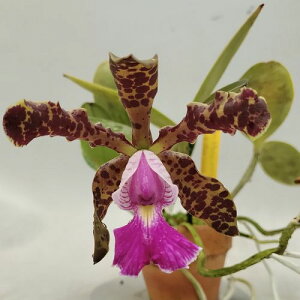 C.Peckhaviensisカトレア属ペクハビエンシス