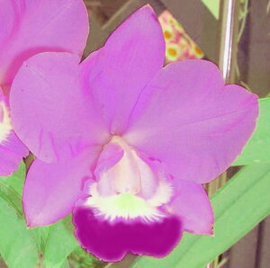 C.Volcano Wonderland 'Volcano Pink'JgA{P[m_[h '{P[msN'