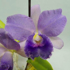 Ctt..Mary Elizabeth Bohn@JgAZ}[ GUxX {[