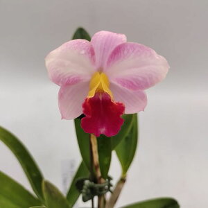 Ctt.First Love'Charmy' �J�g���A���Z���t�@�[�X�g���u�f�`���[�~�[�f