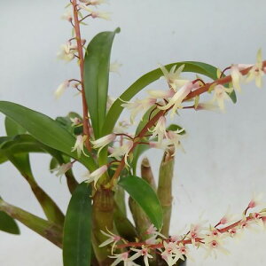 Eria.tomentosiflora'Pink Fairy' �G���A���g�����g�V�t�����f�s���N�@�t�F�A���[�f