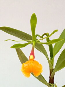 Epi. pseudepidendrum.Gsfh V[hGsfh