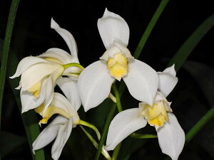 Cym.erythrostylum fma album 'Diamond White' X SelfVrWEGXXeB Aof_Ch@zCgfXZt