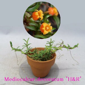 Mediocalcar.decoratum 'H&R'���f�B�I�J���J�[���f�R���^���f�G�C�`���A�[���f