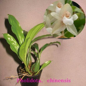 Pholidota.　chinensisフォリドータ 属、チネンシス