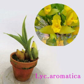Lyc.aromaticaリカステ属アロマティカ