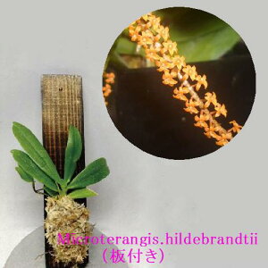 Aergs.hildebrandtii エランギス属ヒルデブランディー【板付】