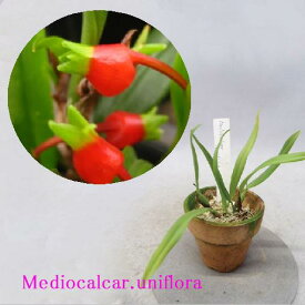 Mediocalcar.unifloraメディオカルカー属ユニフローラ