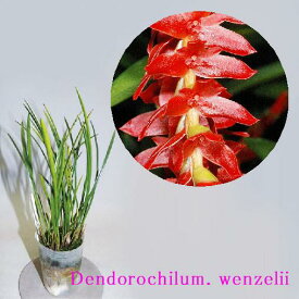 Dendrochilum. wenzeliiデンドロキラム属 ウェンゼリー