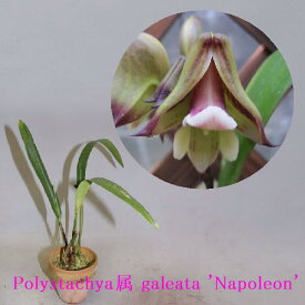 Polystachya属 galeata 'Napoleon' CBR/AOS ポリスタキア属 ガレアタ.’ ナポレオン’