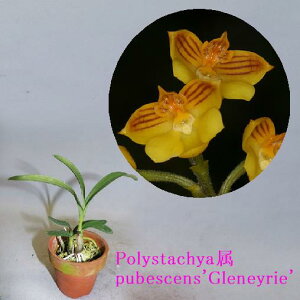 Polystachya�� pubescens'Gleneyrie'CBM/AOS�|���X�^�L�A�� �v�x�b�Z���X'�O���l�C���['