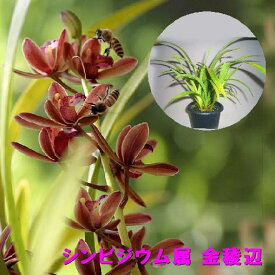 cym.floribundum シンビジウム属 金稜辺 キンリョウヘン　【花芽無し】