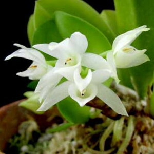 Mrclm. wendlandii var. alba ���C���V�����[�����E�F���h�����f�B.�A���o