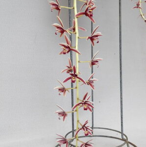 Cym.aloifoliumVrW[ACtHE