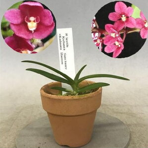 Sarco.Kulnura Sanctuary x Kulnura Harrow�@�T�[�R�L���X���N������ �T���N�`���A�� x �N������ �n���[
