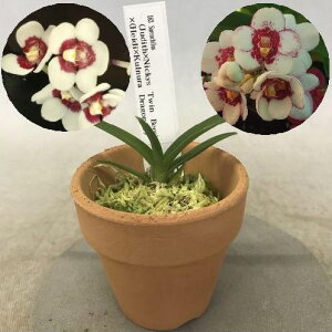Sarco.(Judith x Nickys Twin Bees)x(Heidi x Kulnuura Dragonfly)�@�T�[�R�L���X���i�W���f�B�X x �j�b�L�[�X �c�C�� �r�[�Y)x(�n�C�W �N���k�� �h���S���t���C�j