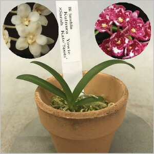 Sarco.Kulnura Yowie x Sarah Kate'Spots'�T�[�R�L���X��(�N���l�� ���[�E�B�[ x �T�� �P�C�g�f�X�|�b�g�f