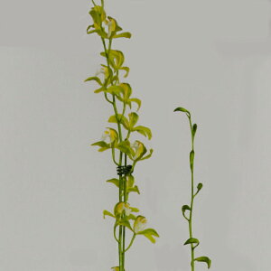 Cym.erythraeum fma. flavum @VrWE GXGE to