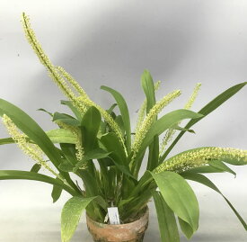 Liparis viridiflora `Kazu' BM/JOGAリパリス属ビリディフローラ ’カズ