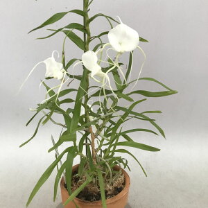 Angcm.germinianum fam. alba�A���O���J�����W���[�~�j�A�i���@�A���o