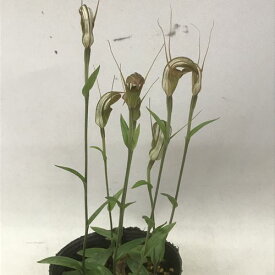Pterostylis toveyanaプテロスティリス属トヴェヤナ