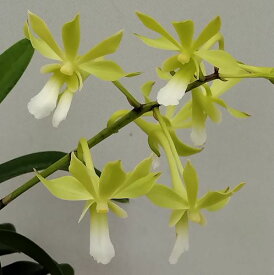 V.Green Light　選抜品種　バンダ属グリーンライト