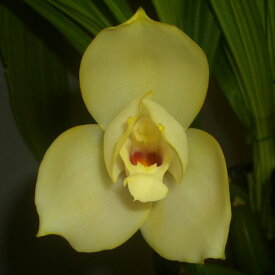 Angcst. Olympus'Honey' AM/AOS SM/JOGAアングロカステ属オリンパス’ハニー’