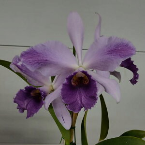 Lc. Mini Purple coerulea X Lc.C.G.Roebling'Blue Indigo'AM/AJOS Lc.�~�j�p�[�v���@�Z�����A�@X�@Lc.�V�[�f�B�[���x�����O�@�f�u���[�C���f�B�S