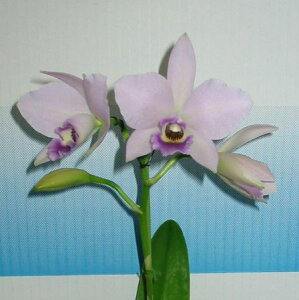 Lc.Blue Kahili 'Delft Beauty'IJgAu[ Jqfftg r[eB[f