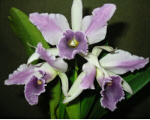 Lc.C.G.Roebling'Blue Indigo'AM/AJOS Lc.V[fB[xO@fu[CfBS