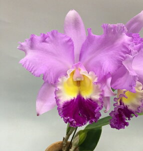 Lc. Miss Izunokuni 'NanafCIJg~X@CYmNj 'ii f