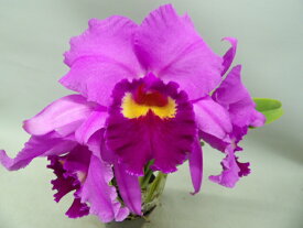 Lc. Irene Finney 'Dark Beauty'　SQ/JOGAレリオカトレア属アイリンファニー’ダーク　ビューティー’