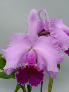 Lc. Irene Finney 'Ingrid'�@HCC/AOS�����I�J�g�������@�A�C���� �t�B�j�[�e�C���O���b�h�f