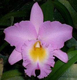 Rlc. Hetherington Horece'Yung Hua'リンコレリオカトレヤ属ヘザリントン　ホーレス’ユン ファー’