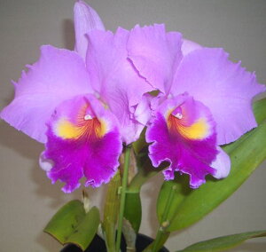 Rlc. Rose Whisper‘Suisei’SM/JOGA, AM/JOSローズ・ウィスパー‘スイセイ’