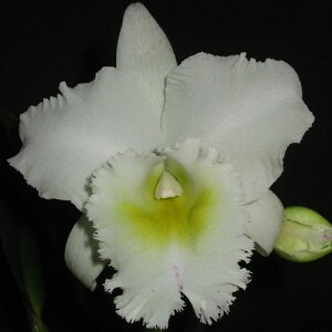 Rlc.Pastoral'Innocence' AM/AOS ,BM/JOGAリンコレリオカトレヤ属パストラル‘イノセンス’
