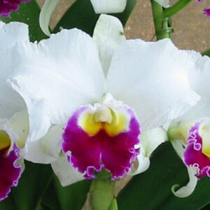 Lc.Cynthia 'Model'IJgVVAfff