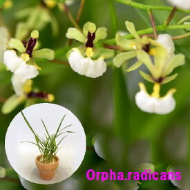 Orpha.radicansオ-ニソフォラ属 ラディカンス