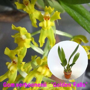 Gom.verboonenii‘Golden Falls’CBR/JOGAゴメザ 属バーブーネニ 'ゴールデン フォールス'