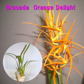 Brasada　Orange Delight　ブラサダ属オレンジデライト