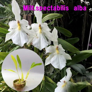 Milt.spectabilis�@alba�~���g�j�A���X�y�N�^�r���X�@�A���o