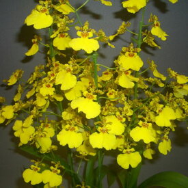 Onc.Aloha Iwanagaオンシジューム属アロハイワナガ