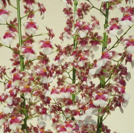 Onc.Beaujolaisオンシジューム属ボジョレー