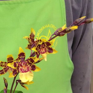 Odontocidium.Dorothy Wisnom 'Golden Gate' �I�h���g�V�W���[�����h���V�[�E�B�Y�i���f�S�[���f���Q�[�g�f
